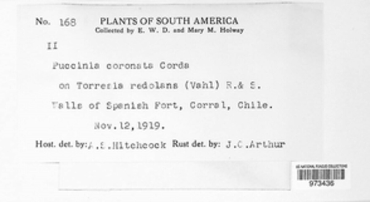 Puccinia coronata image